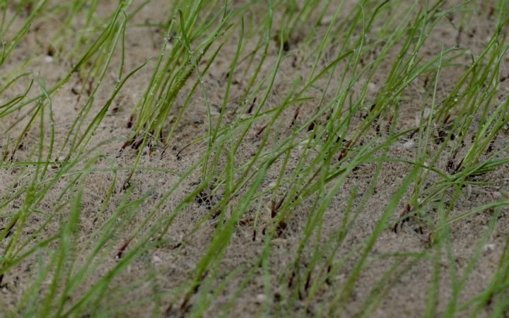 Natural turf renovations